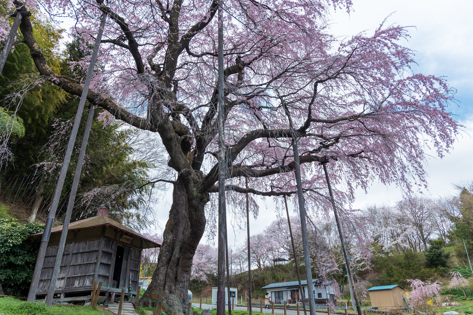 「支えられた枝ぶりと地蔵堂（紅枝垂地蔵桜） | フリー素材のぱくたそ」の写真