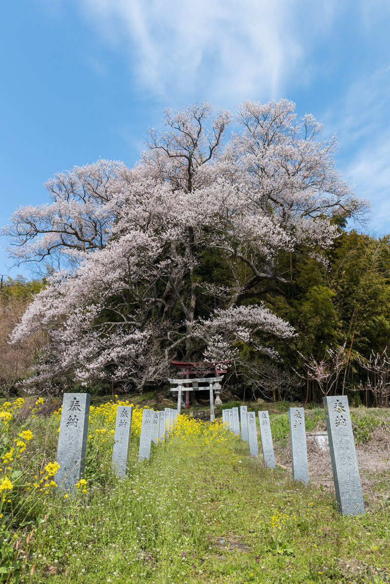 「大和田稲荷神社へ並ぶ奉納石柱と子授け櫻 | フリー素材のぱくたそ」の写真