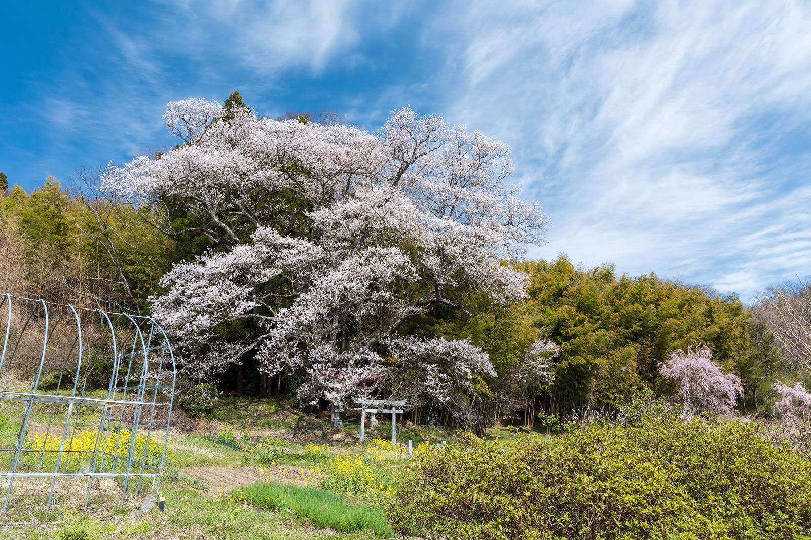 「竹林から大きく枝を伸ばす子授け櫻」の写真