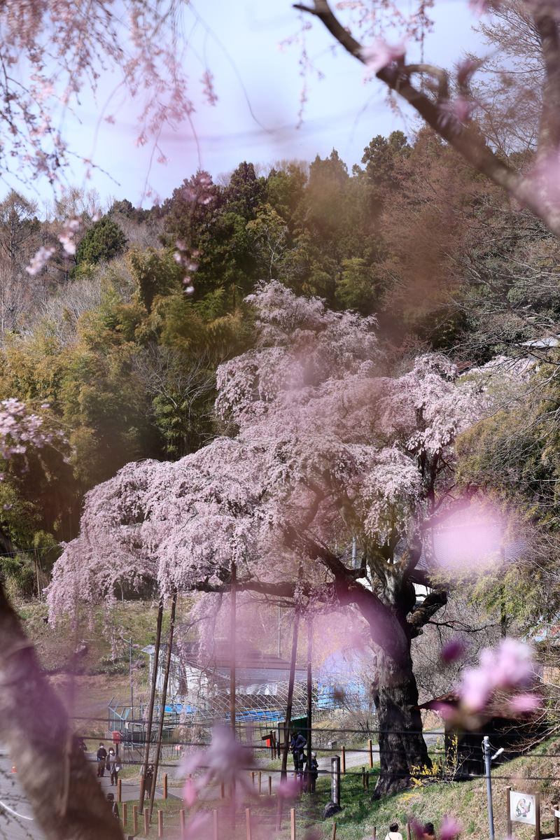 「桜の花越しに見る満開の紅枝垂地蔵桜 | フリー素材のぱくたそ」の写真