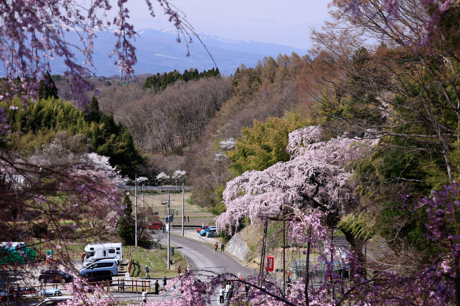 「紅枝垂地蔵桜と近隣の駐車場」の写真