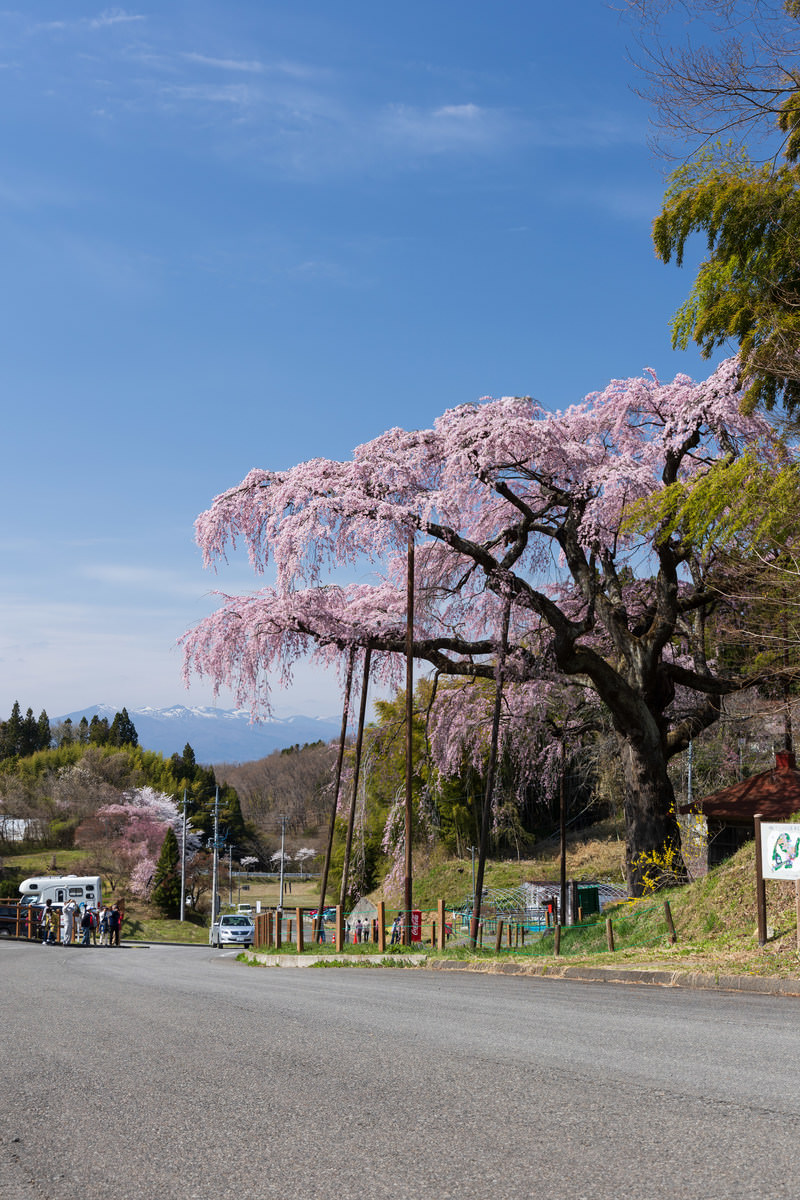 「花見客と満開の紅枝垂地蔵桜 | フリー素材のぱくたそ」の写真