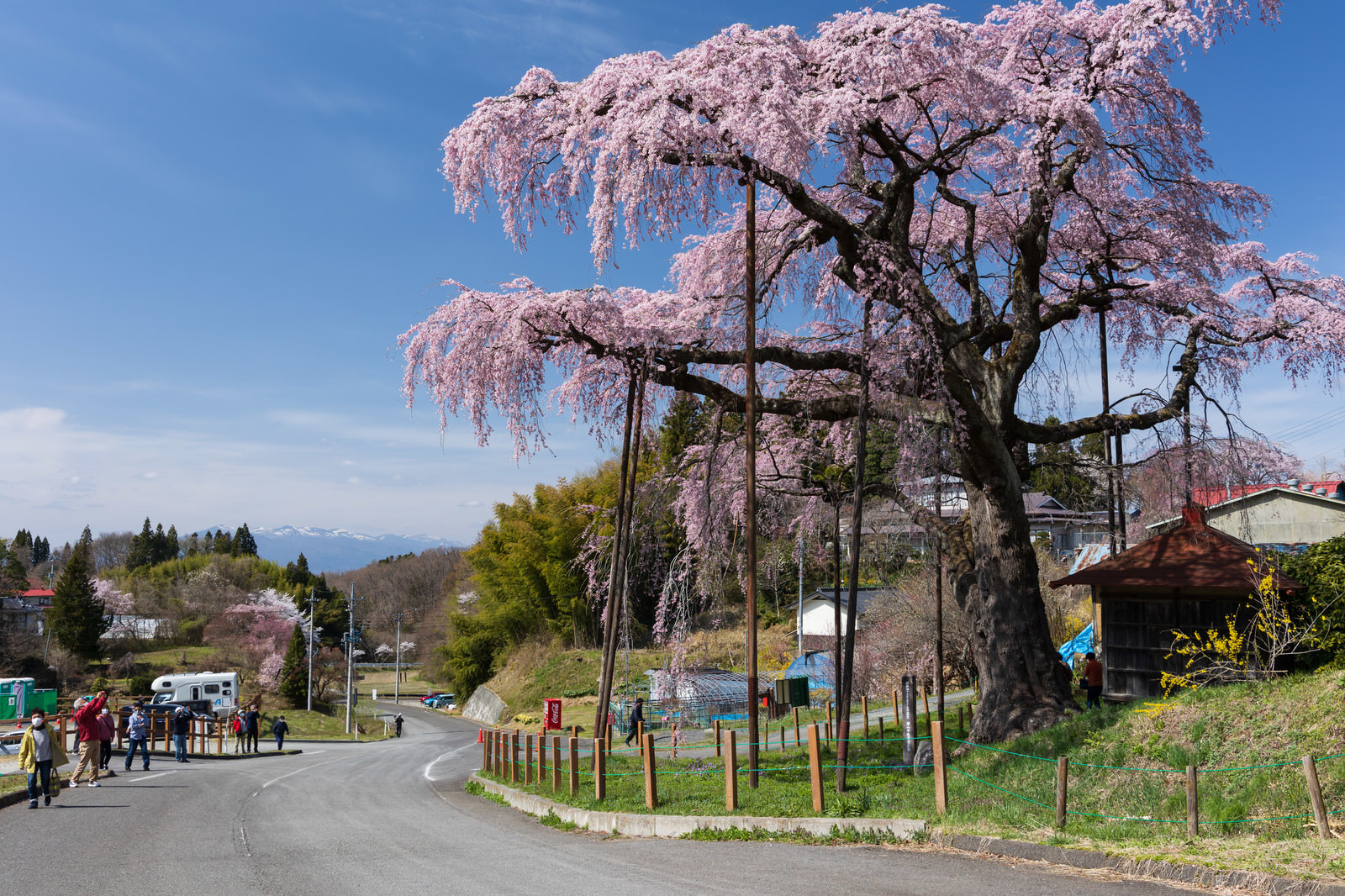 「紅枝垂地蔵桜のお花見客 | フリー素材のぱくたそ」の写真