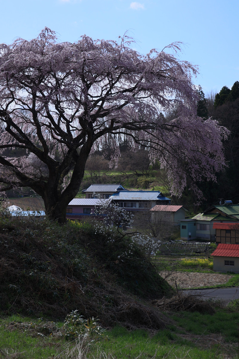 「集落を望む表の桜 | フリー素材のぱくたそ」の写真
