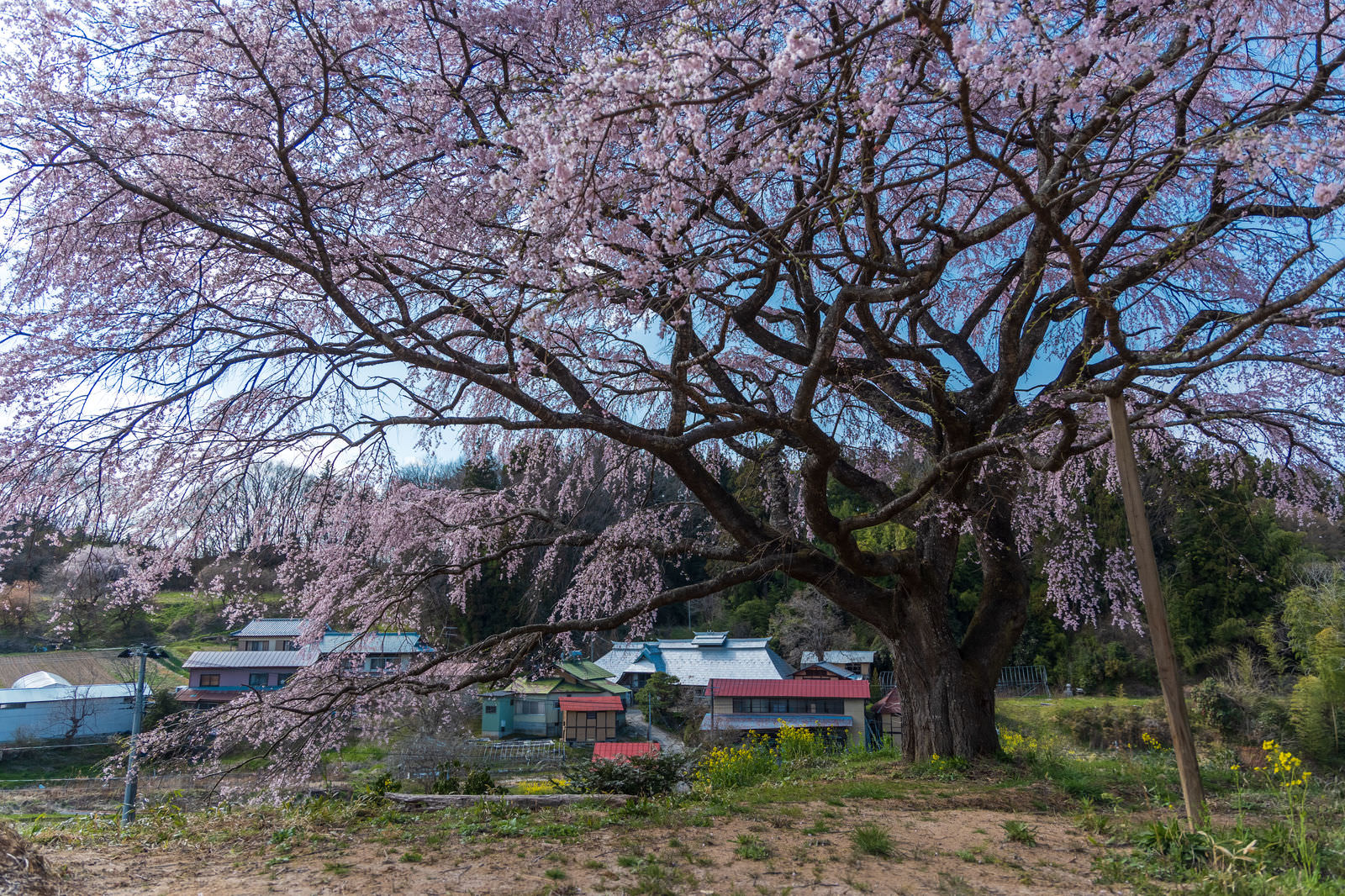 「表の桜の枝ぶりの存在感」の写真