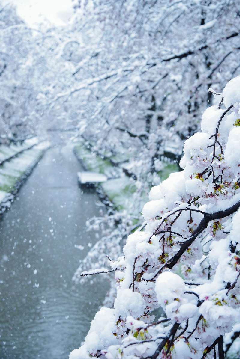 雪桜満開の写真 画像 を無料ダウンロード フリー素材のぱくたそ 雪桜満開の写真 画像 を無料ダウンロード フリー素材のぱくたそ