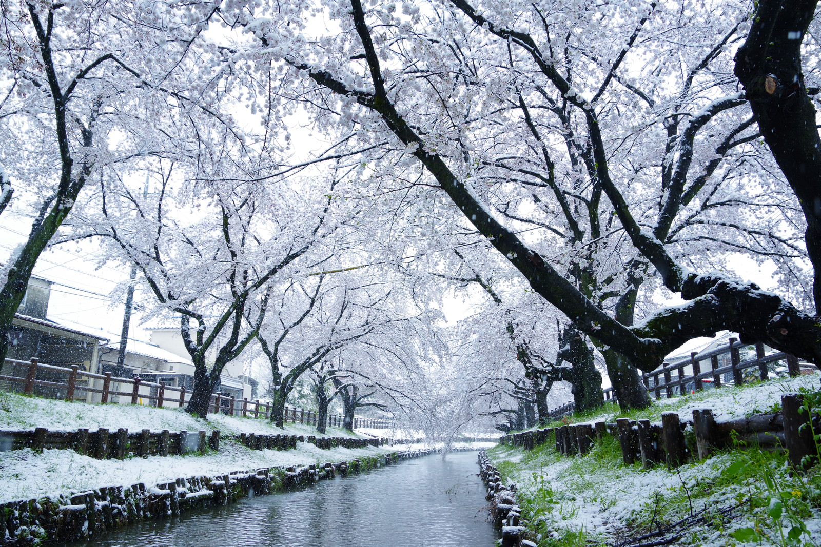 「桜満開の時期に雪が積もる | フリー素材のぱくたそ」の写真