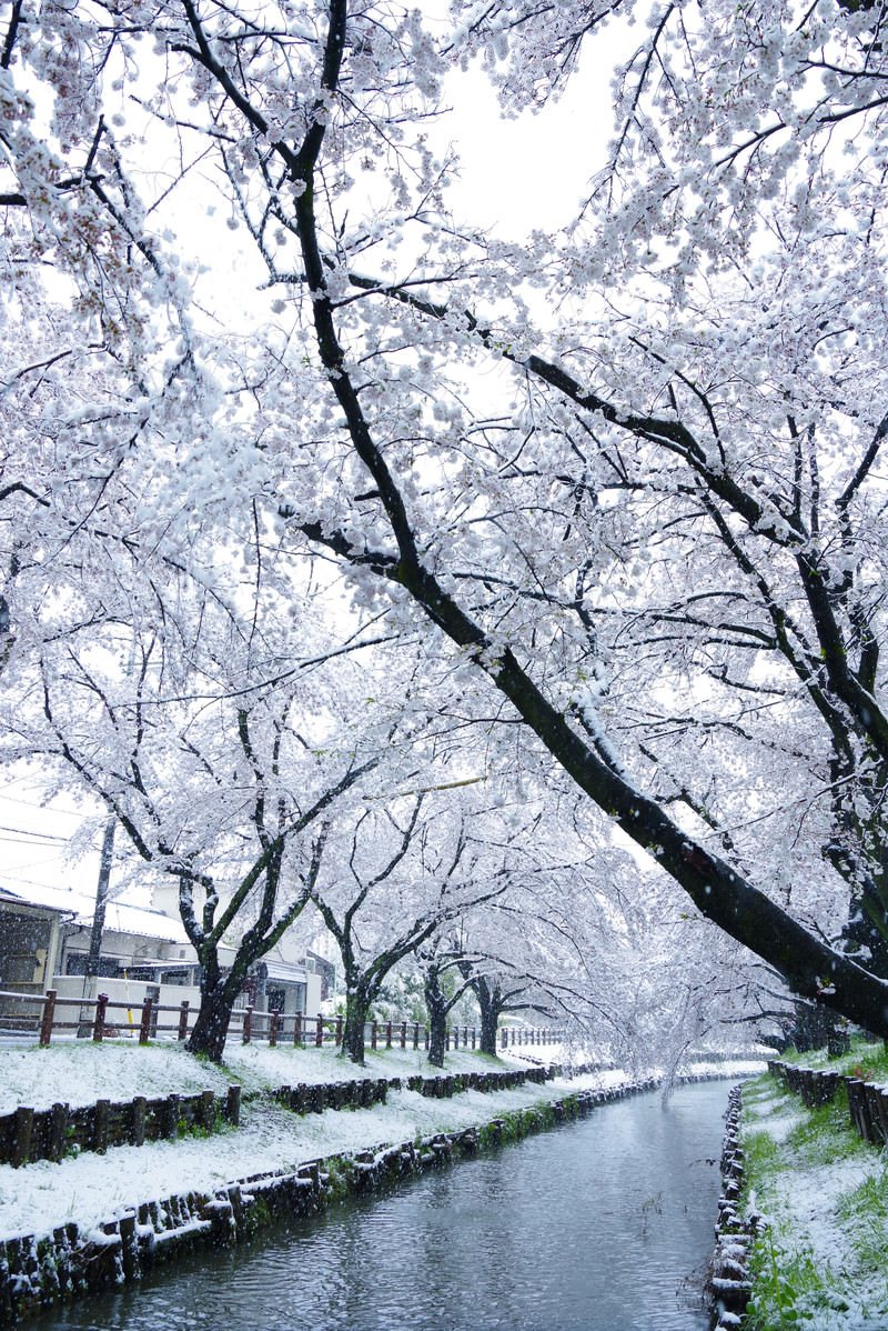 「雪化粧する満開の桜」の写真