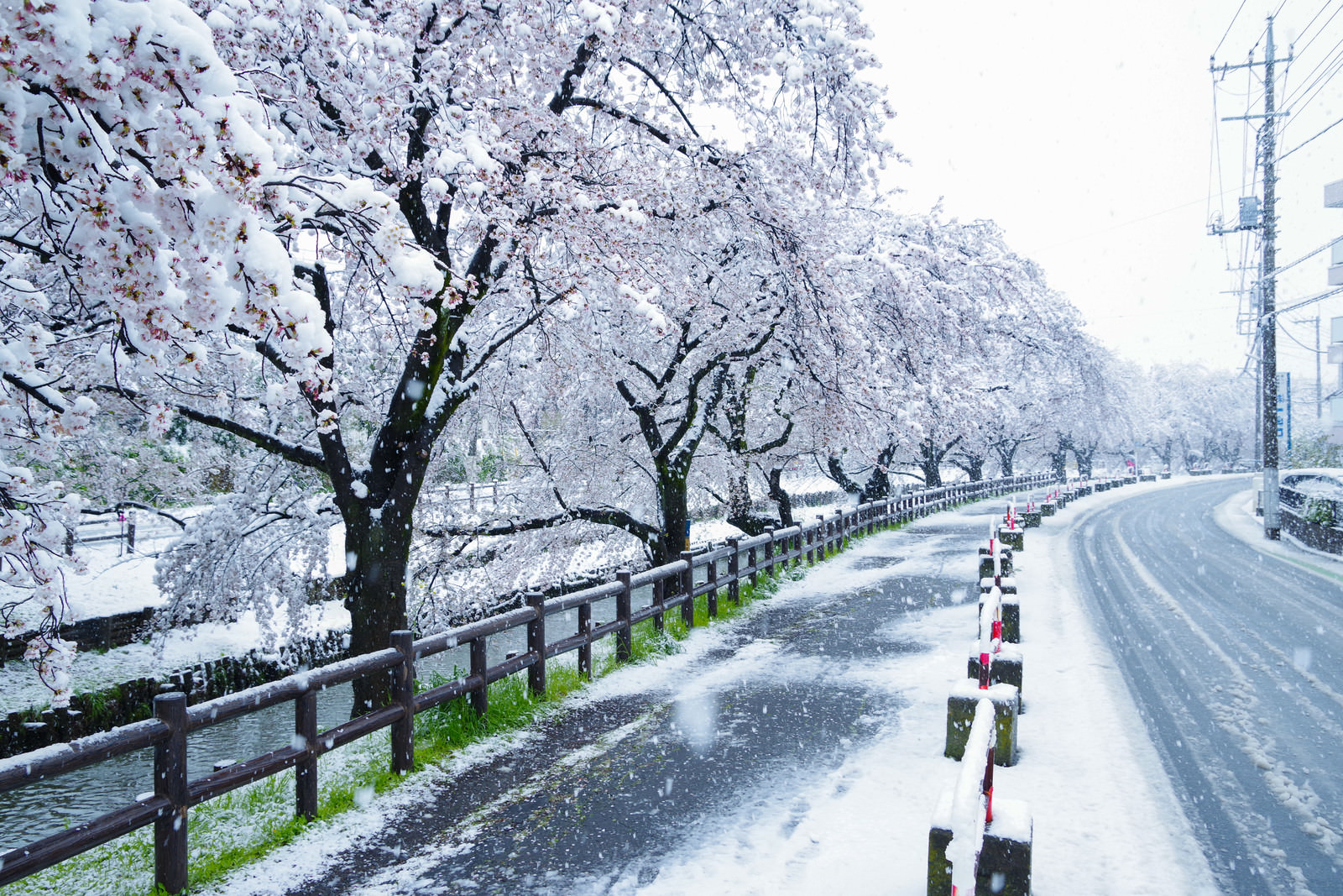 「積雪と桜並木 | フリー素材のぱくたそ」の写真