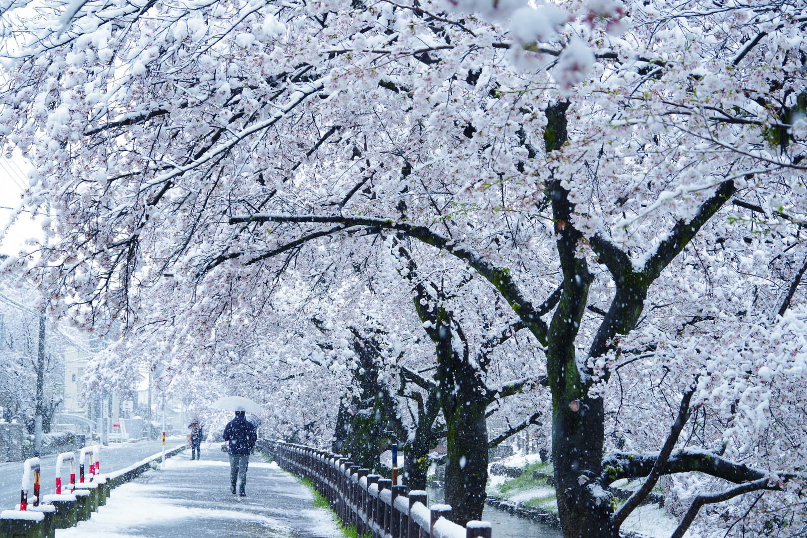 「満開に咲く桜並木と舞い散る雪」の写真
