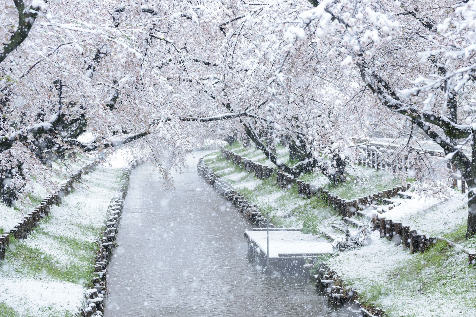 満開の桜が降雪で白く染まる河川敷の様子の写真素材 ぱくたそ 満開の桜が降雪で白く染まる河川敷の様子の写真素材 ぱくたそ
