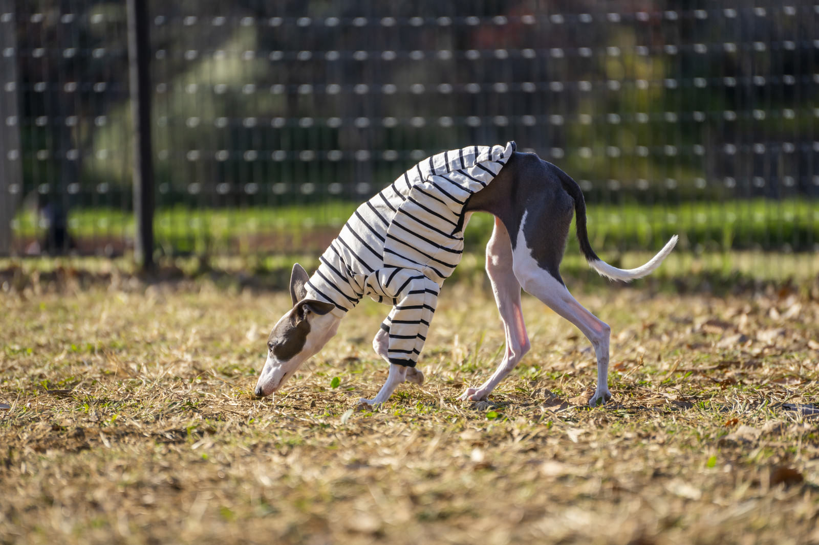 ドッグランを嗅いで回るイタリアングレーハウンドの写真 画像 を無料ダウンロード フリー素材のぱくたそ