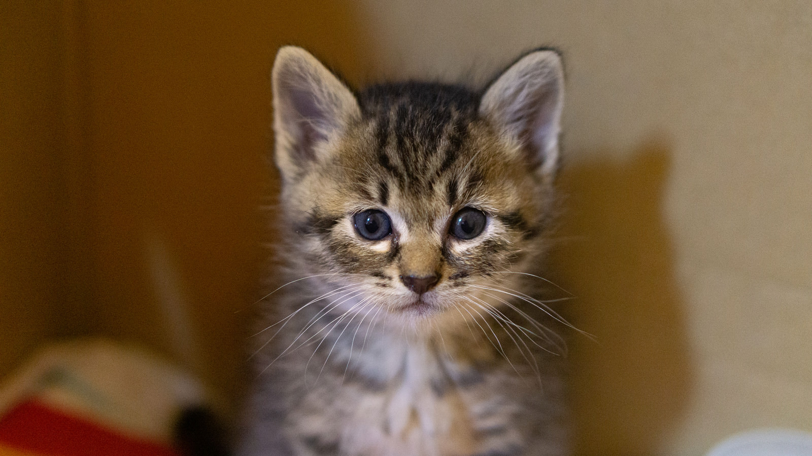 おとなしい子猫の写真素材 ぱくたそ