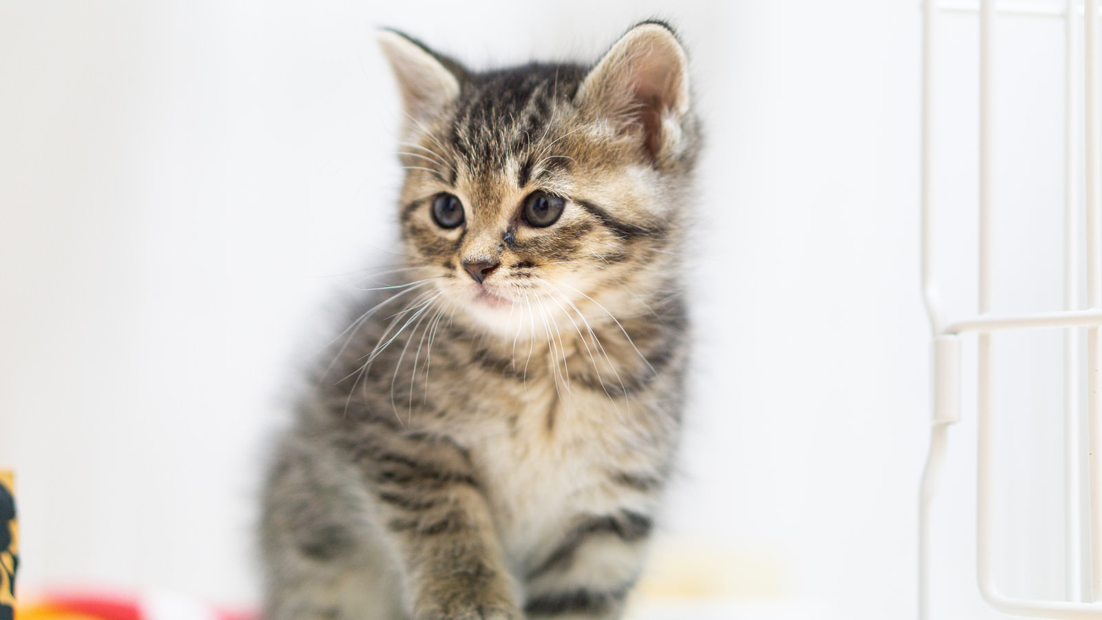 ちょこんとおすわりする子猫の写真素材 ぱくたそ