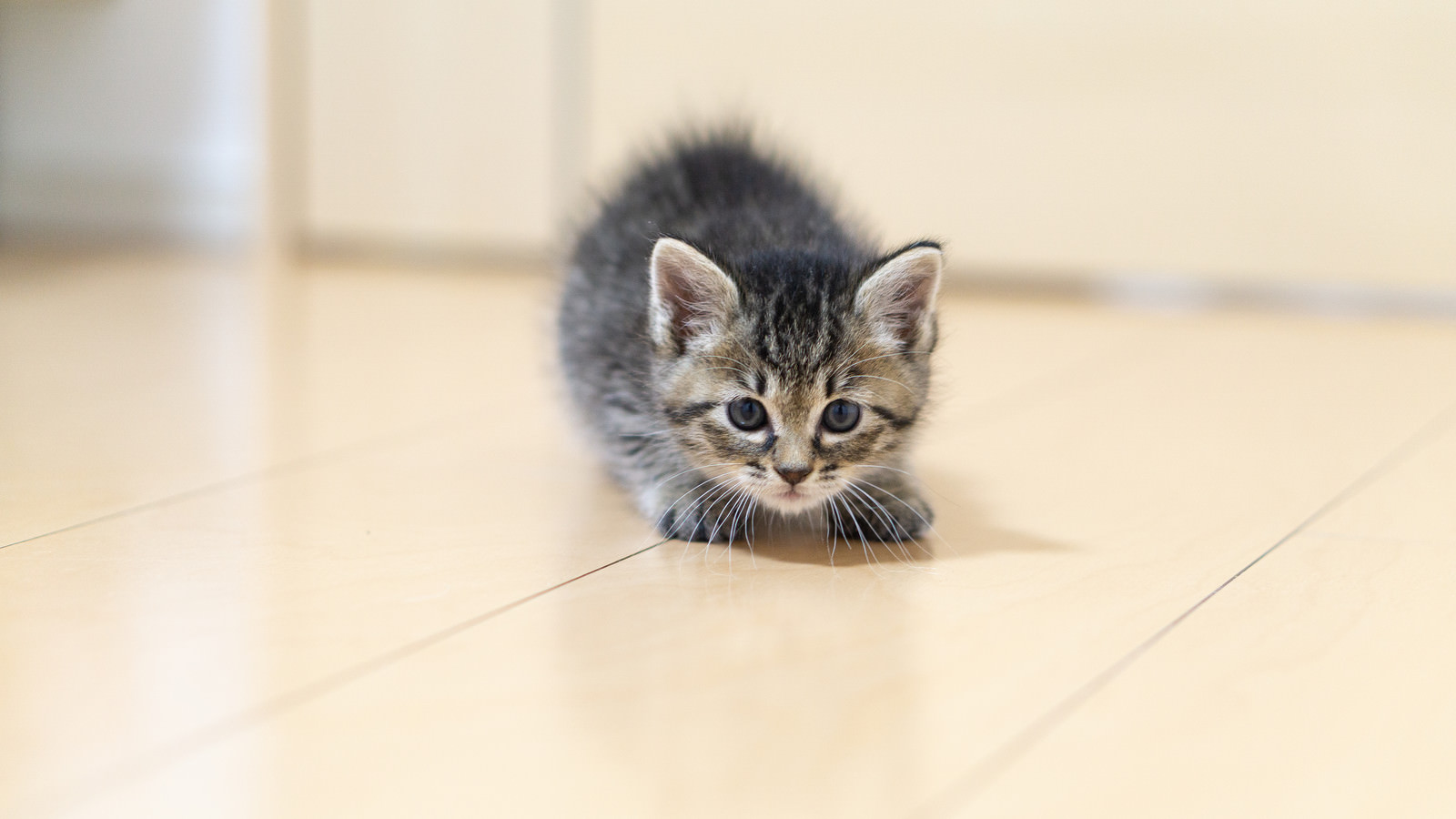 身構えてもかわいい子猫 フリー素材のぱくたそ