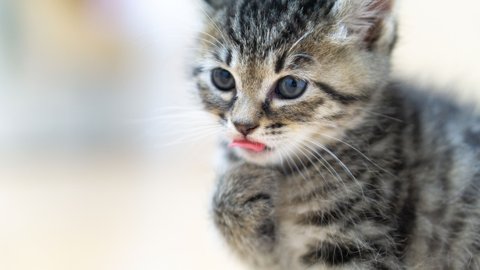 「唇をペロペロする子猫」の写真