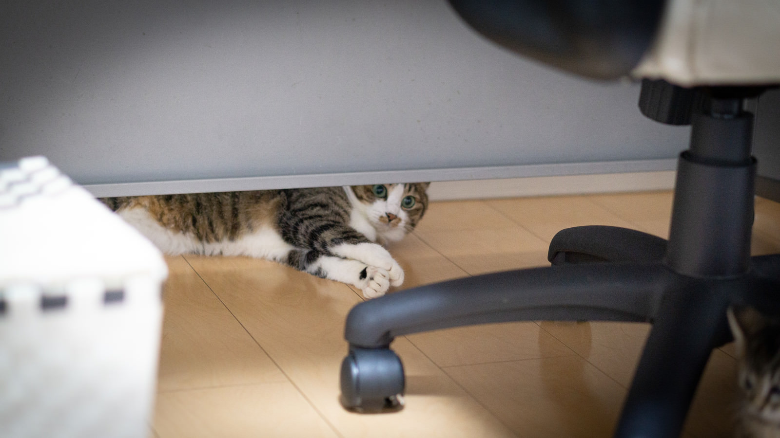 「机の下に入り込んでなかなか出てこない猫 | フリー素材のぱくたそ」の写真