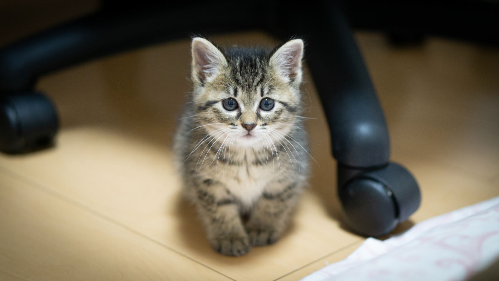 「デスクの下で寂しげな表情の子猫」の写真