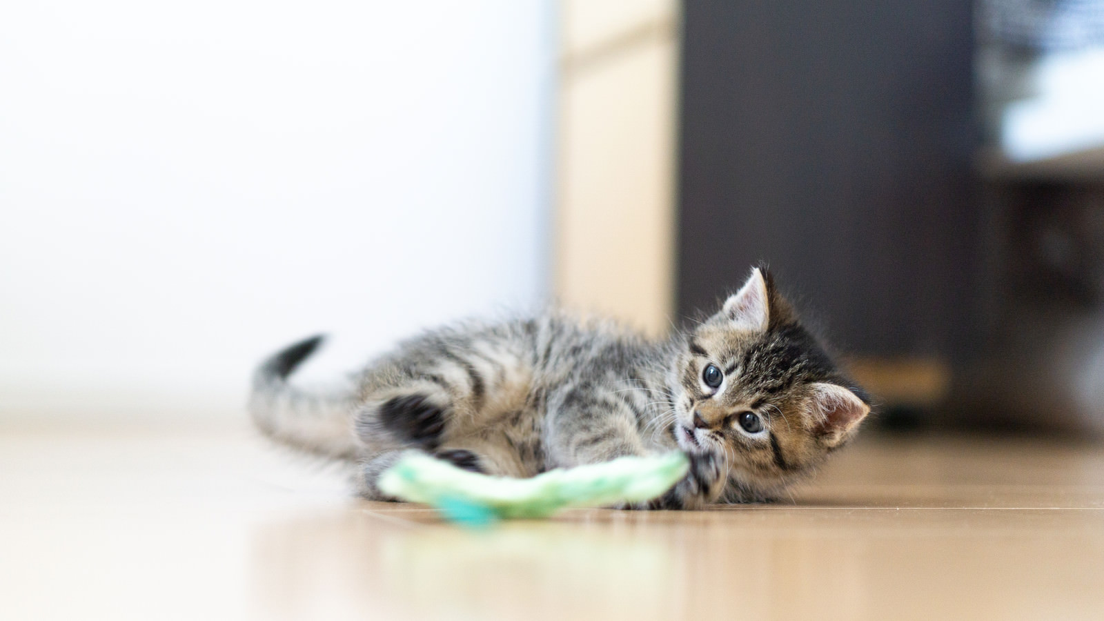 ねこじゃらしのおもちゃでじゃれる子猫の写真 フリー素材は ぱくたそ 写真を無料ダウンロード