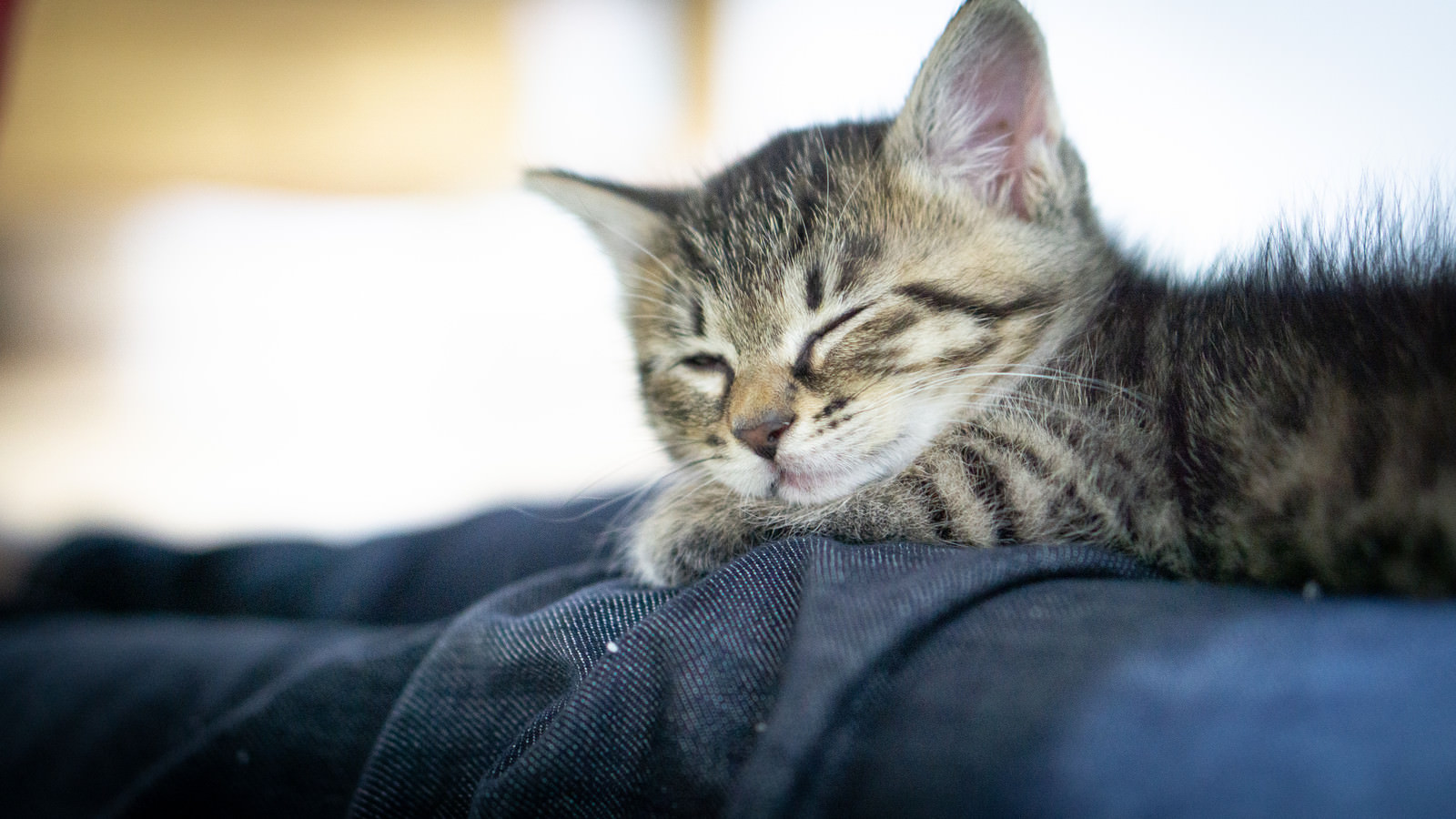 ã€Œã‚½ãƒ•ã‚¡ãƒ¼ã§å¯è½ã¡ã™ã‚‹å­çŒ«ã¡ã‚ƒã‚“ã€ã®å†™çœŸ