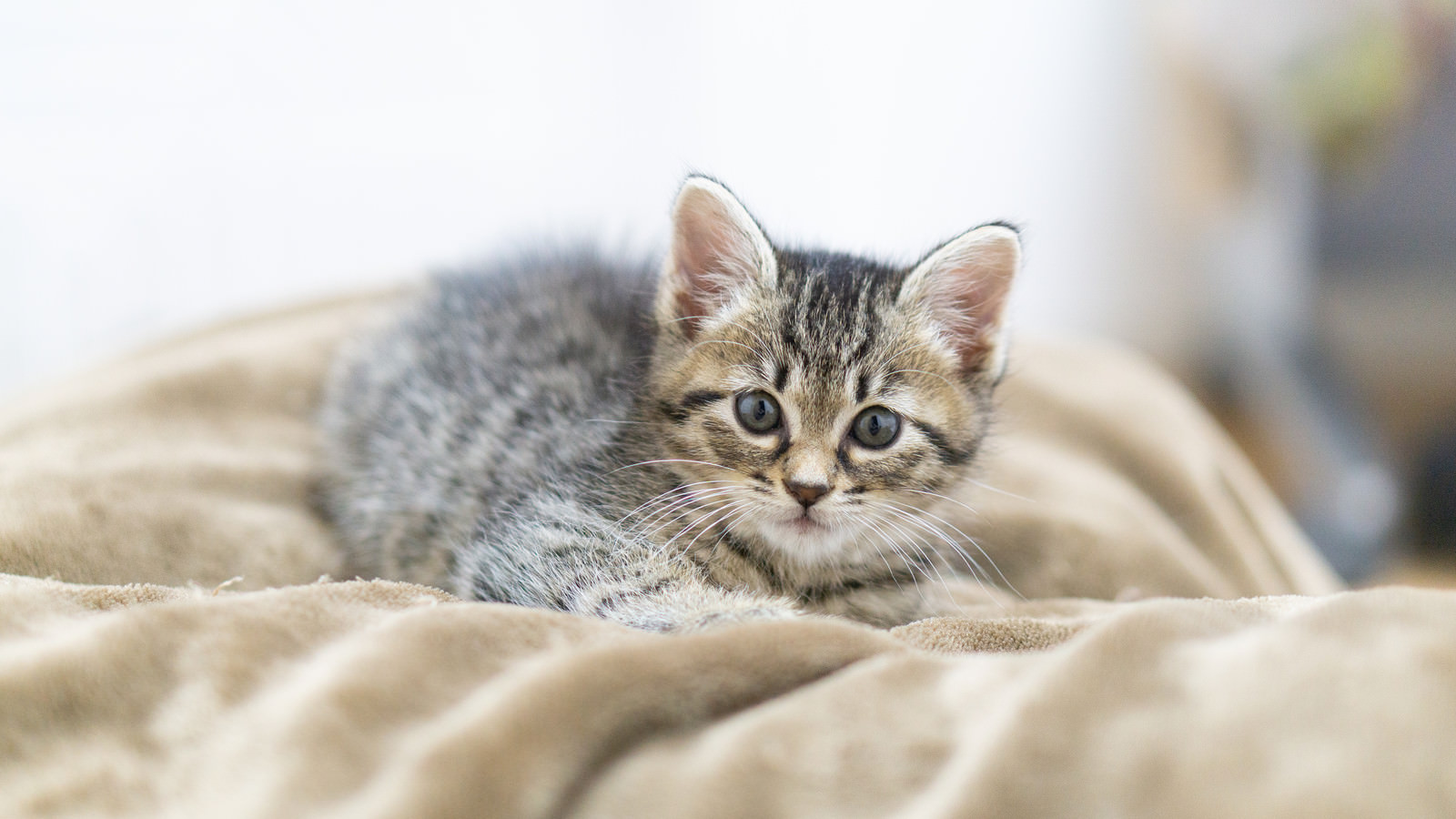 つぶらな瞳でこちらを見る子猫 フリー素材のぱくたそ