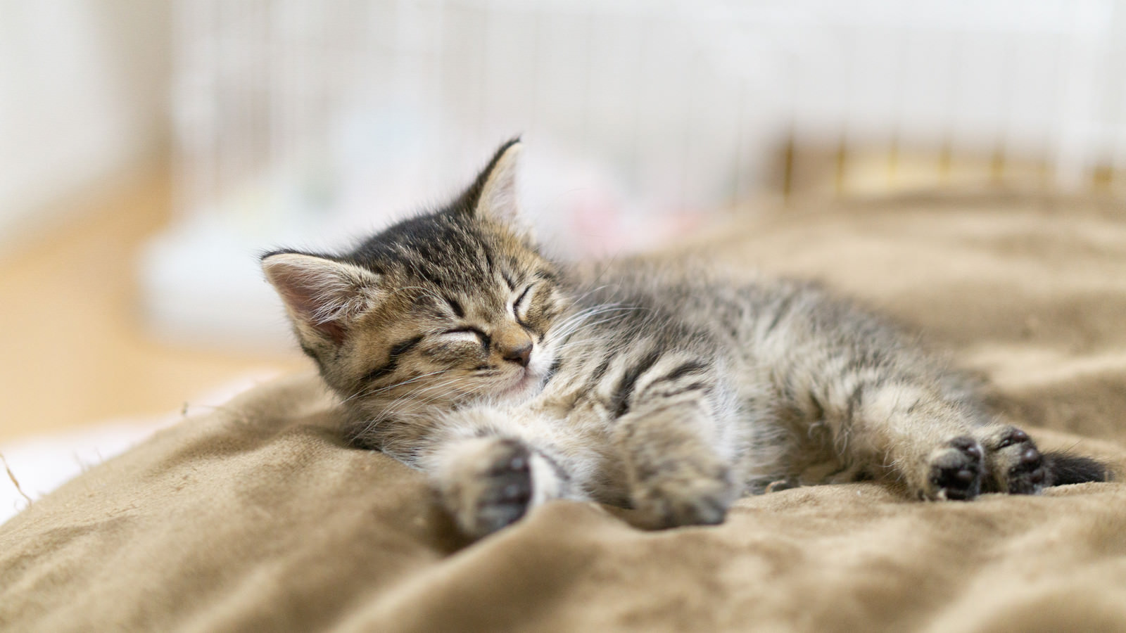 お昼寝子猫 フリー素材のぱくたそ