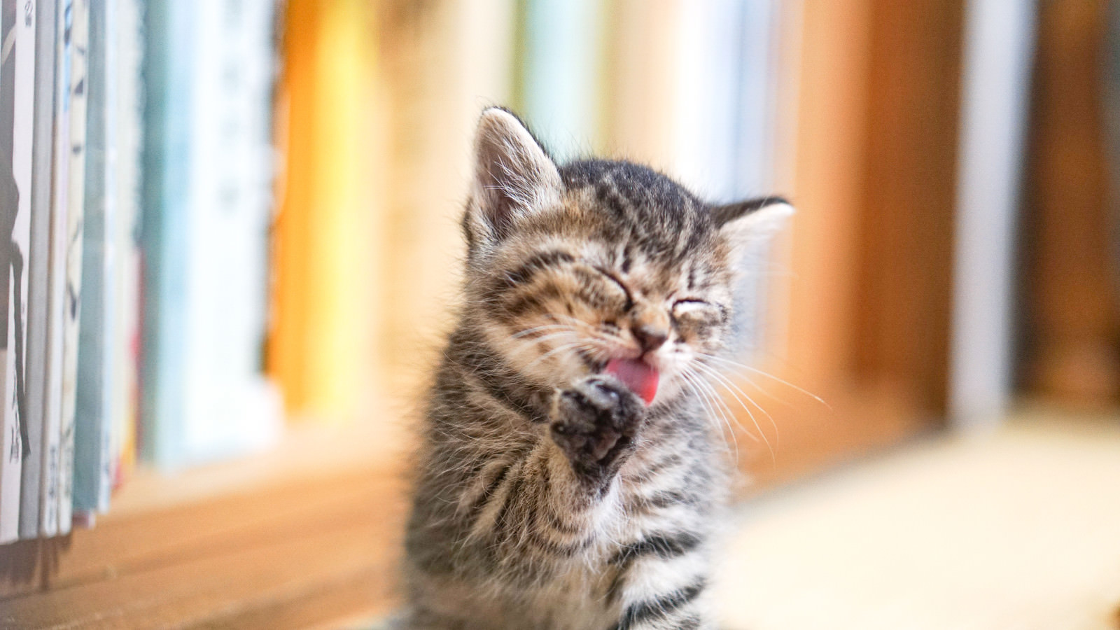 最高かつ最も包括的な子猫 フリー素材 花の画像