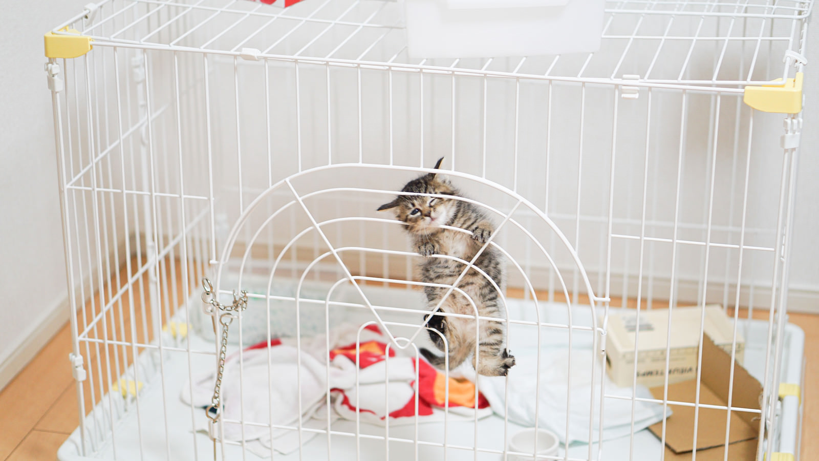 ゲージから出してくれと必死の子猫氏の写真 画像 フリー素材 ぱくたそ