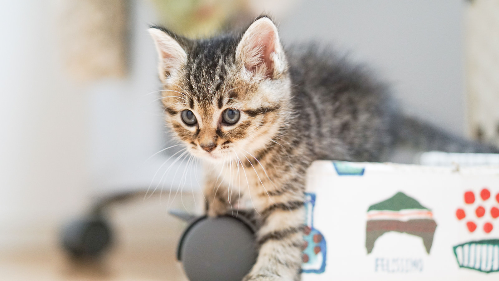 なにかに興味津々の子猫の写真素材 ぱくたそ