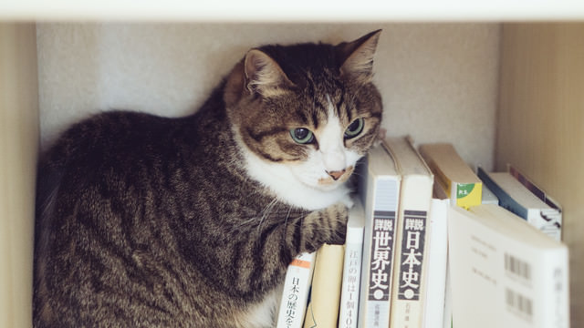 「お辞儀 ねこ フリー素材」の画像検索結果