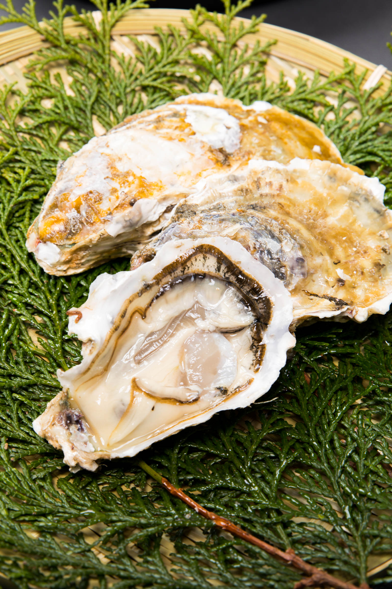 檜葉と生牡蠣の写真を無料ダウンロード フリー素材 ぱくたそ