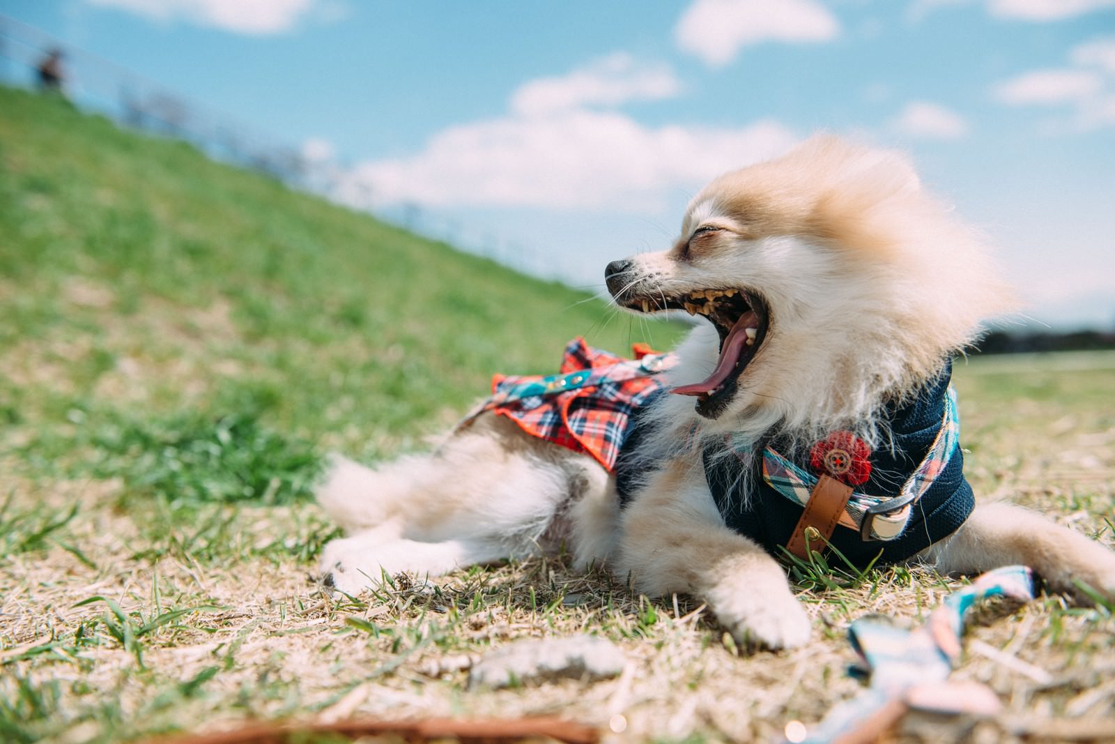 大きくあくびをする小型犬の写真 画像 を無料ダウンロード フリー素材のぱくたそ