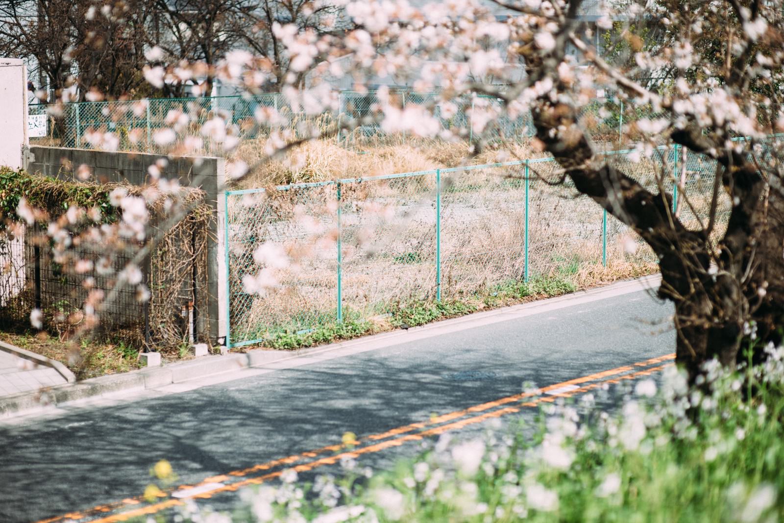 空き地と桜の写真 フリー素材は ぱくたそ 写真を無料ダウンロード