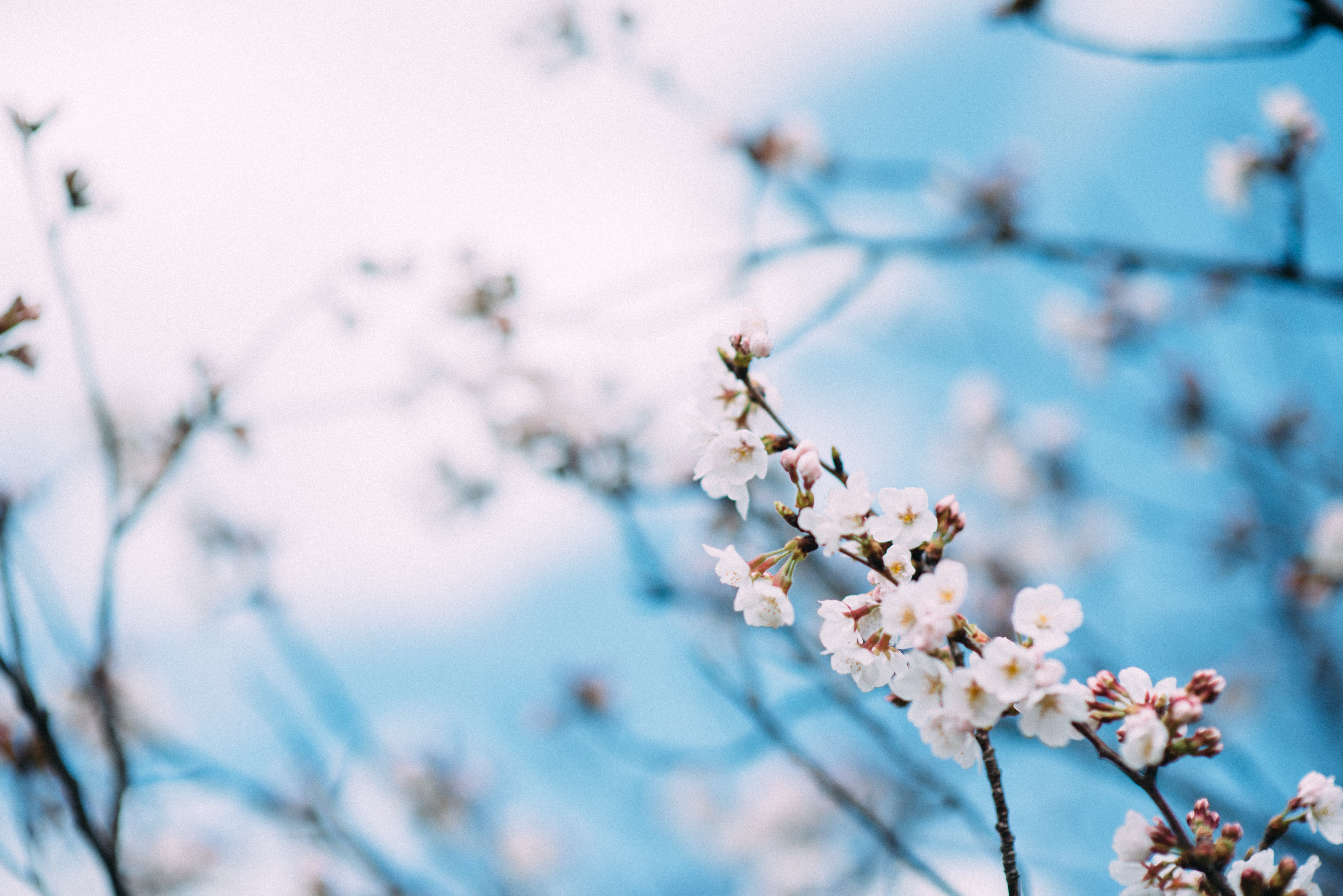 青い空と桜の花の写真素材 ぱくたそ