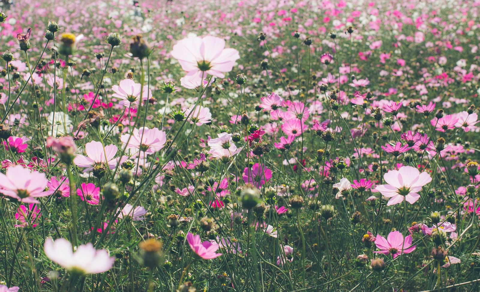 コスモス畑の写真素材 ぱくたそ