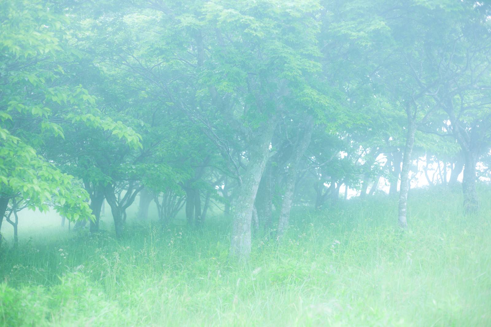 幻想的な森を進むの写真素材 ぱくたそ