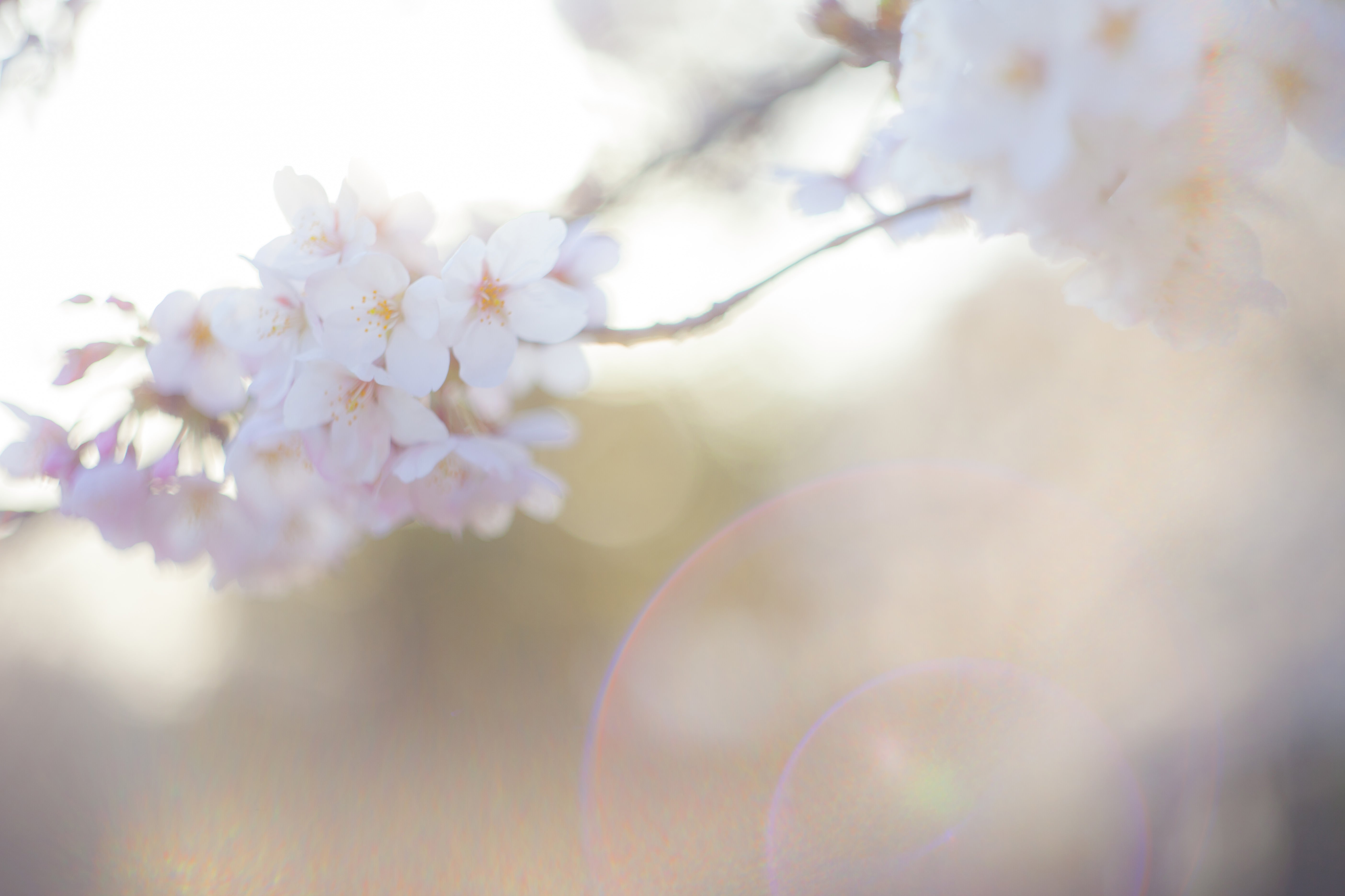 桜 さよなら またいつの日かの写真を無料ダウンロード フリー素材 ぱくたそ