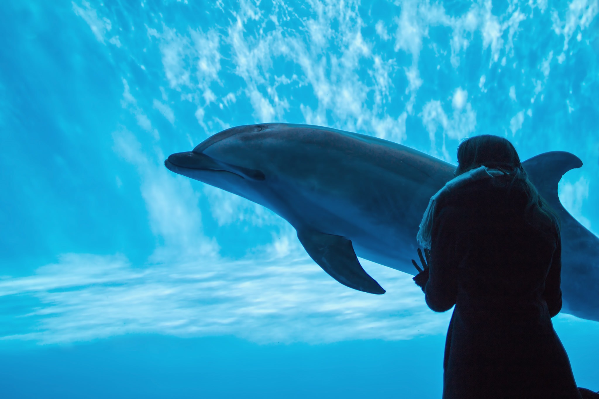 水族館のイルカと水槽越しの女性の無料の写真素材 フリー素材 をダウンロード ぱくたそ