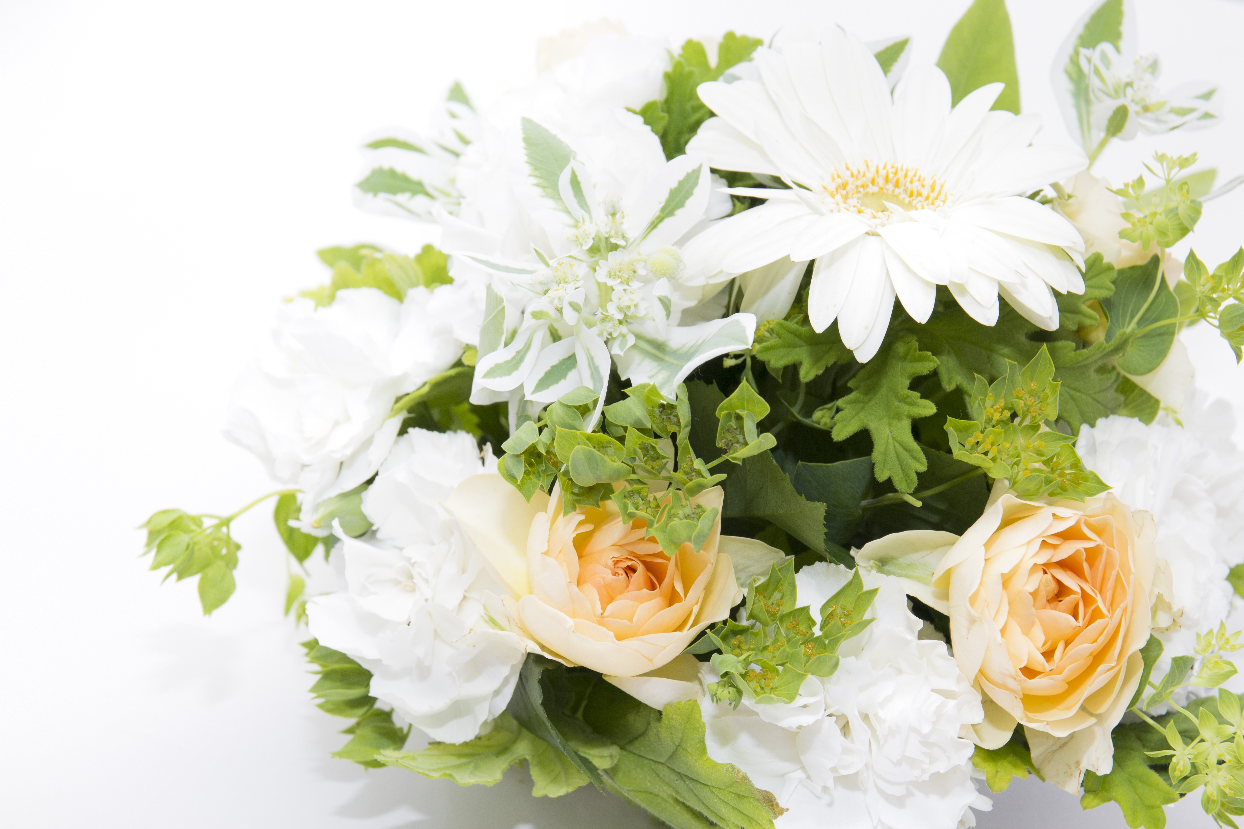 白い花の贈りものの写真を無料ダウンロード フリー素材 ぱくたそ
