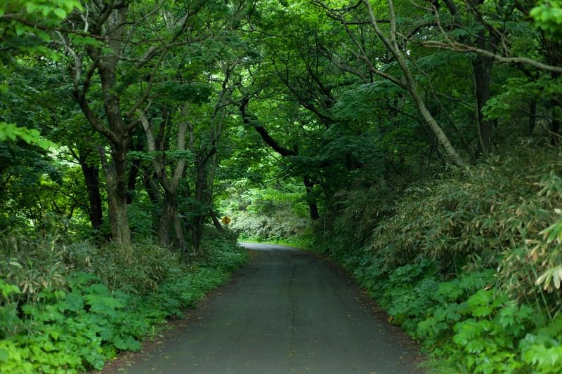 ちょっと先が怖い林道の写真を無料ダウンロード フリー素材 ぱくたそ