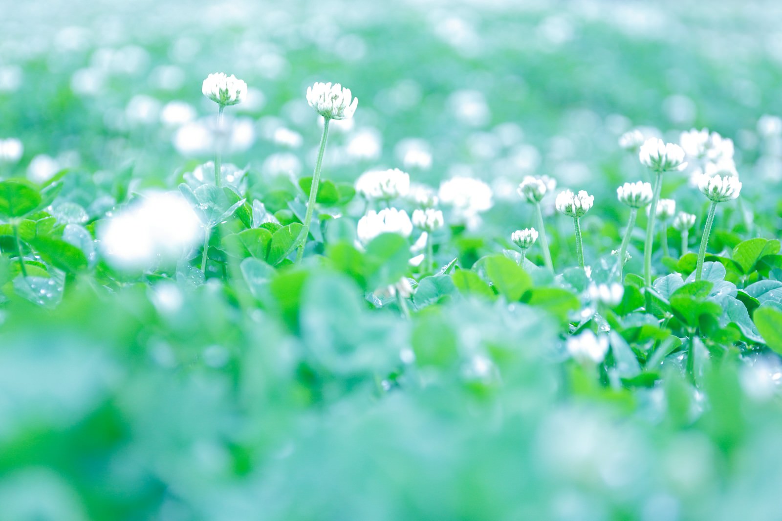 ふんわりした雰囲気の花の写真素材 ぱくたそ