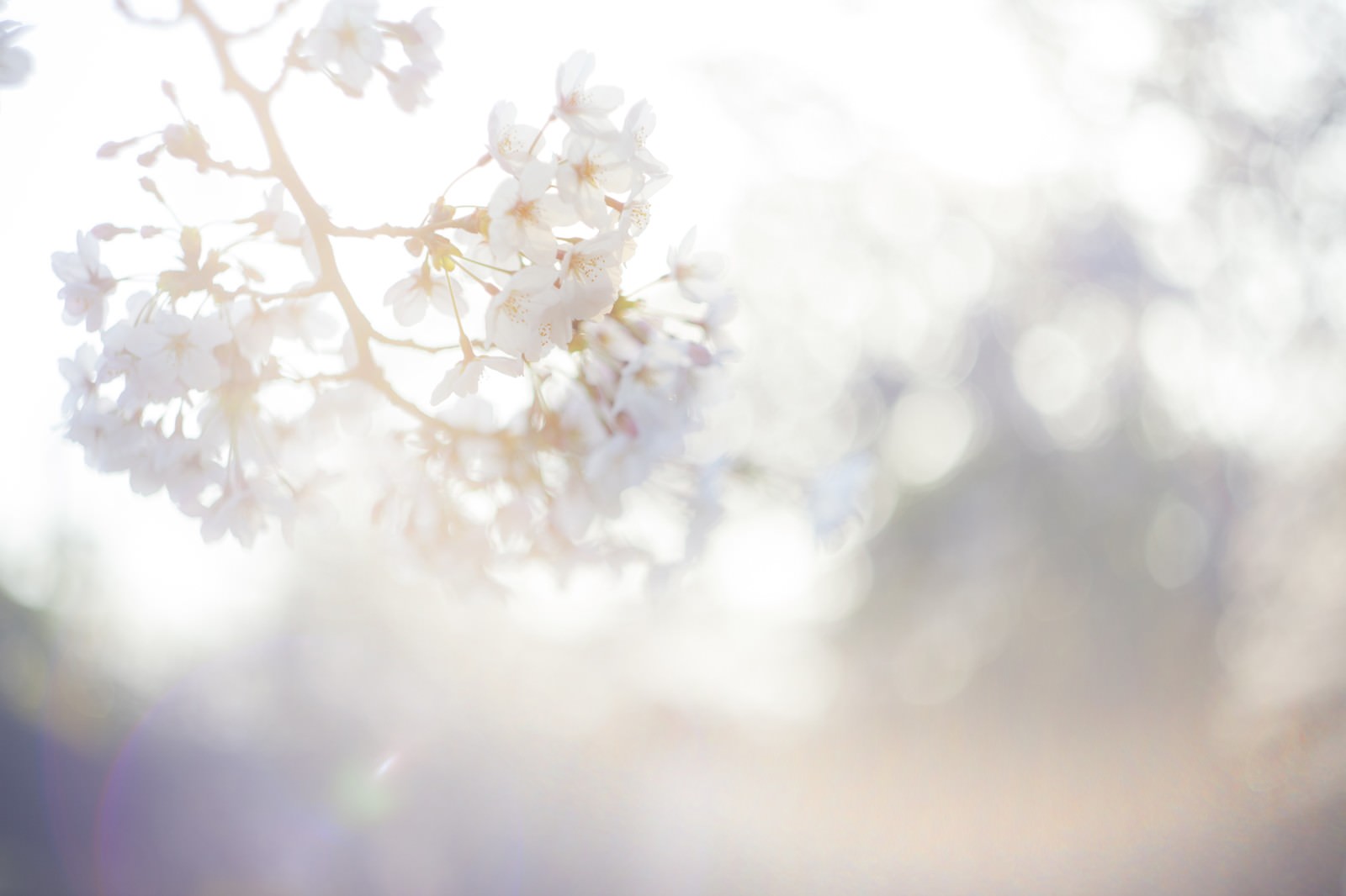 桜 春の訪れの写真を無料ダウンロード フリー素材 ぱくたそ