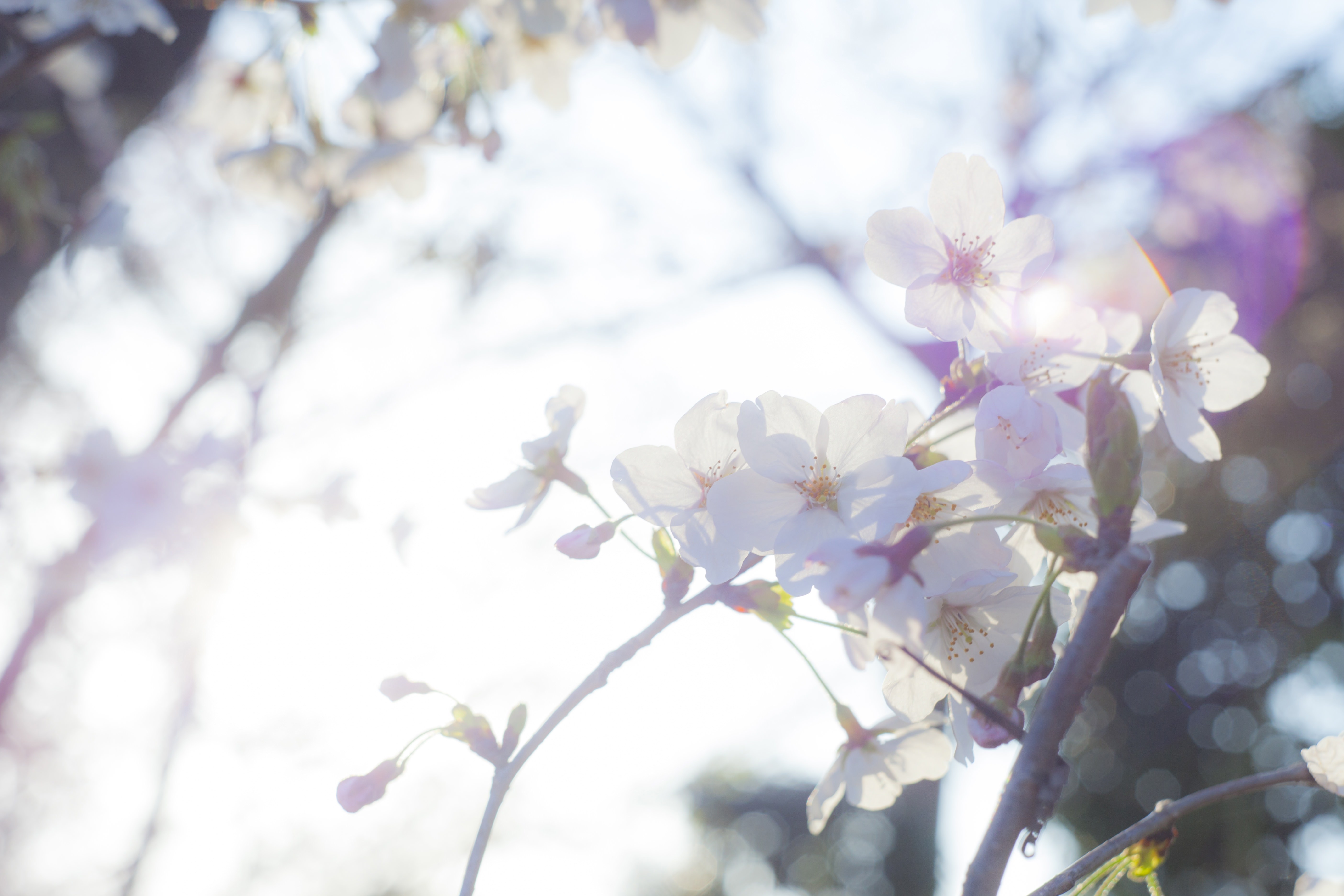 桜 ふとした想いの写真素材 ぱくたそ