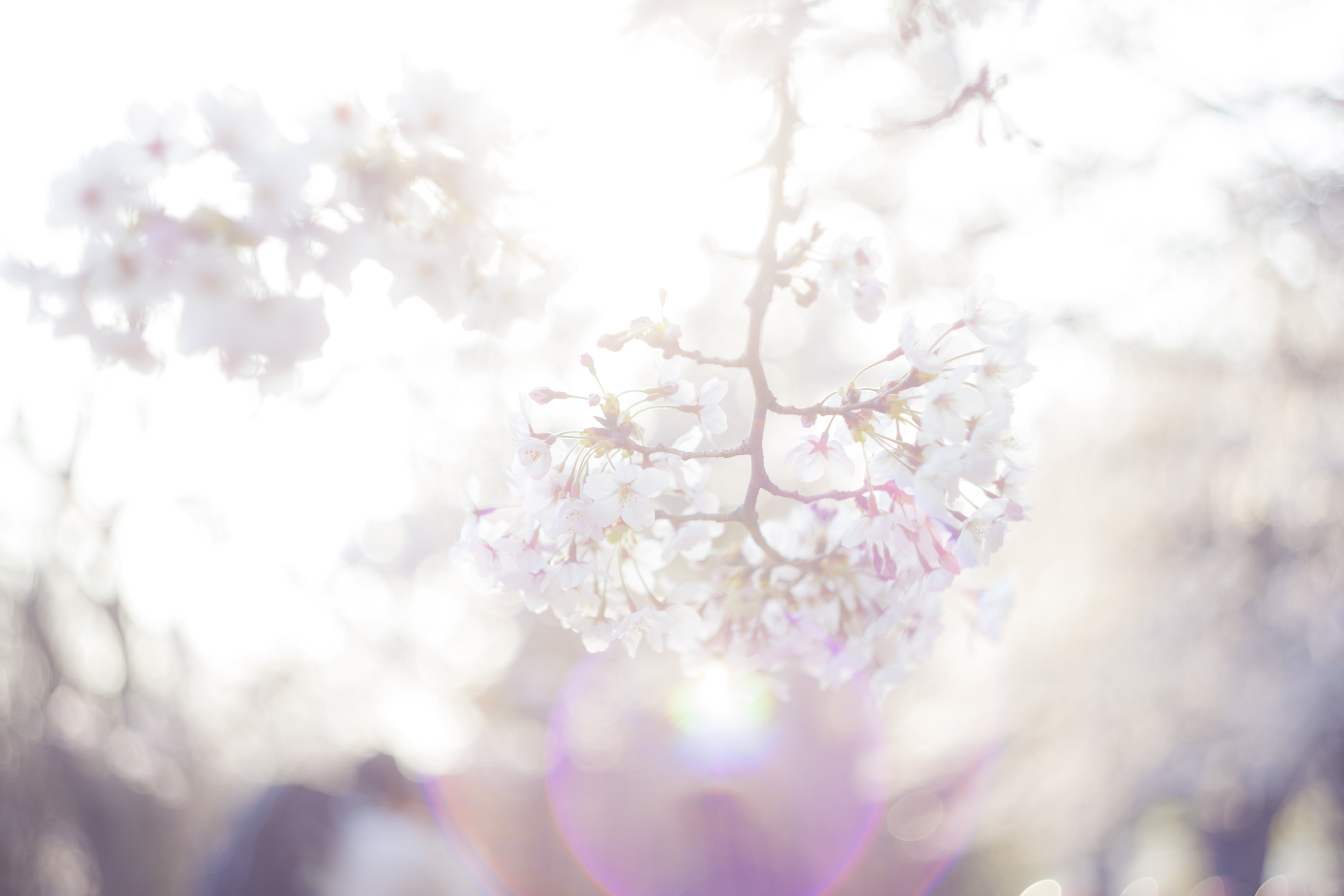 桜 期待感の写真素材 ぱくたそ