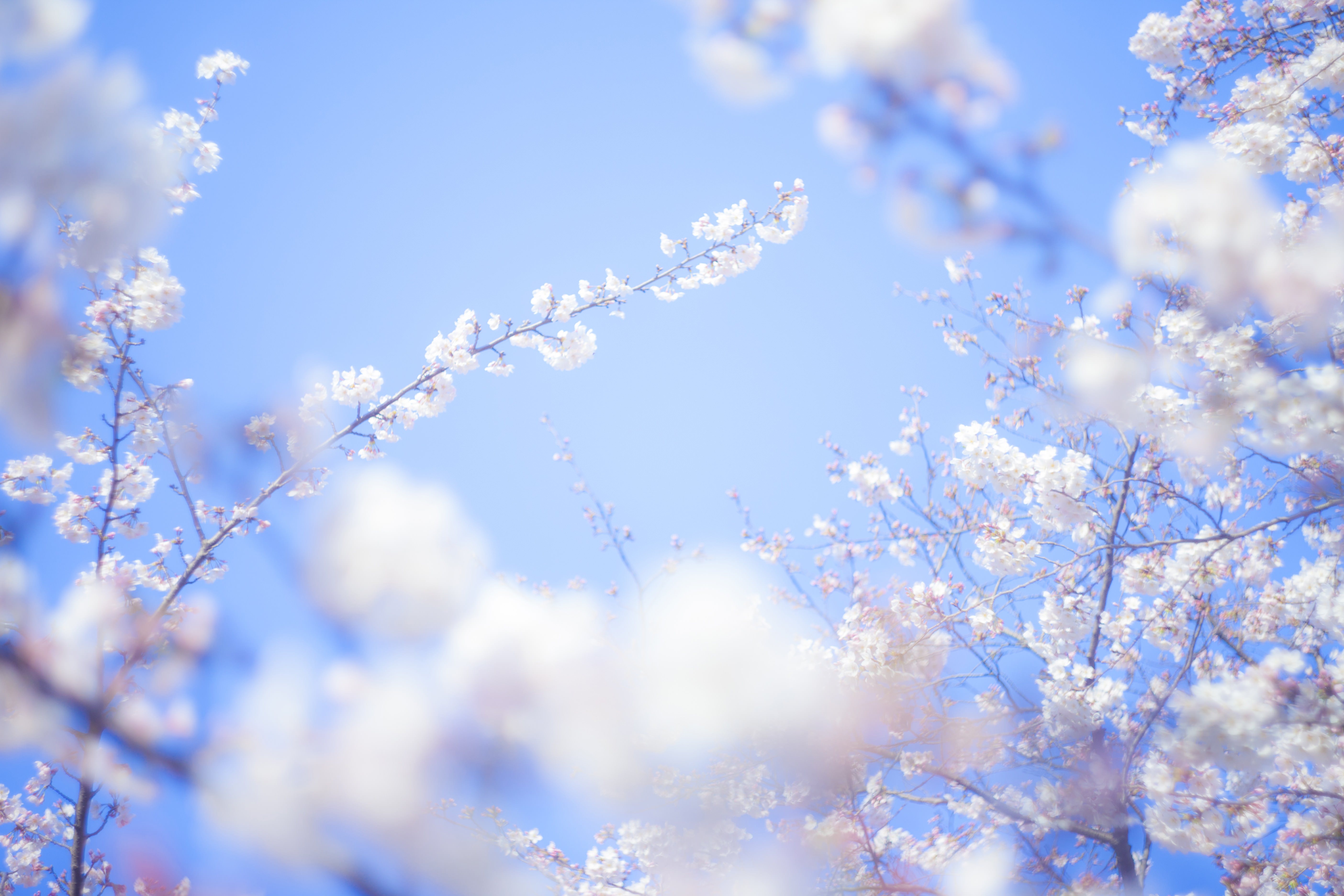 桜 旅立ちの写真 画像 を無料ダウンロード フリー素材のぱくたそ
