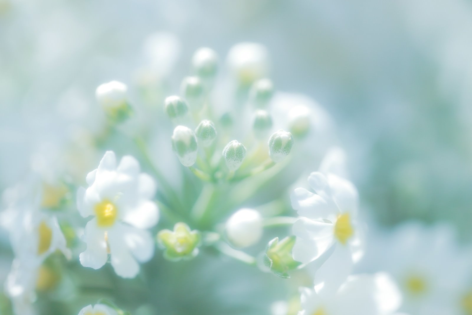 あわくはかない花の気持ちの写真素材 ぱくたそ