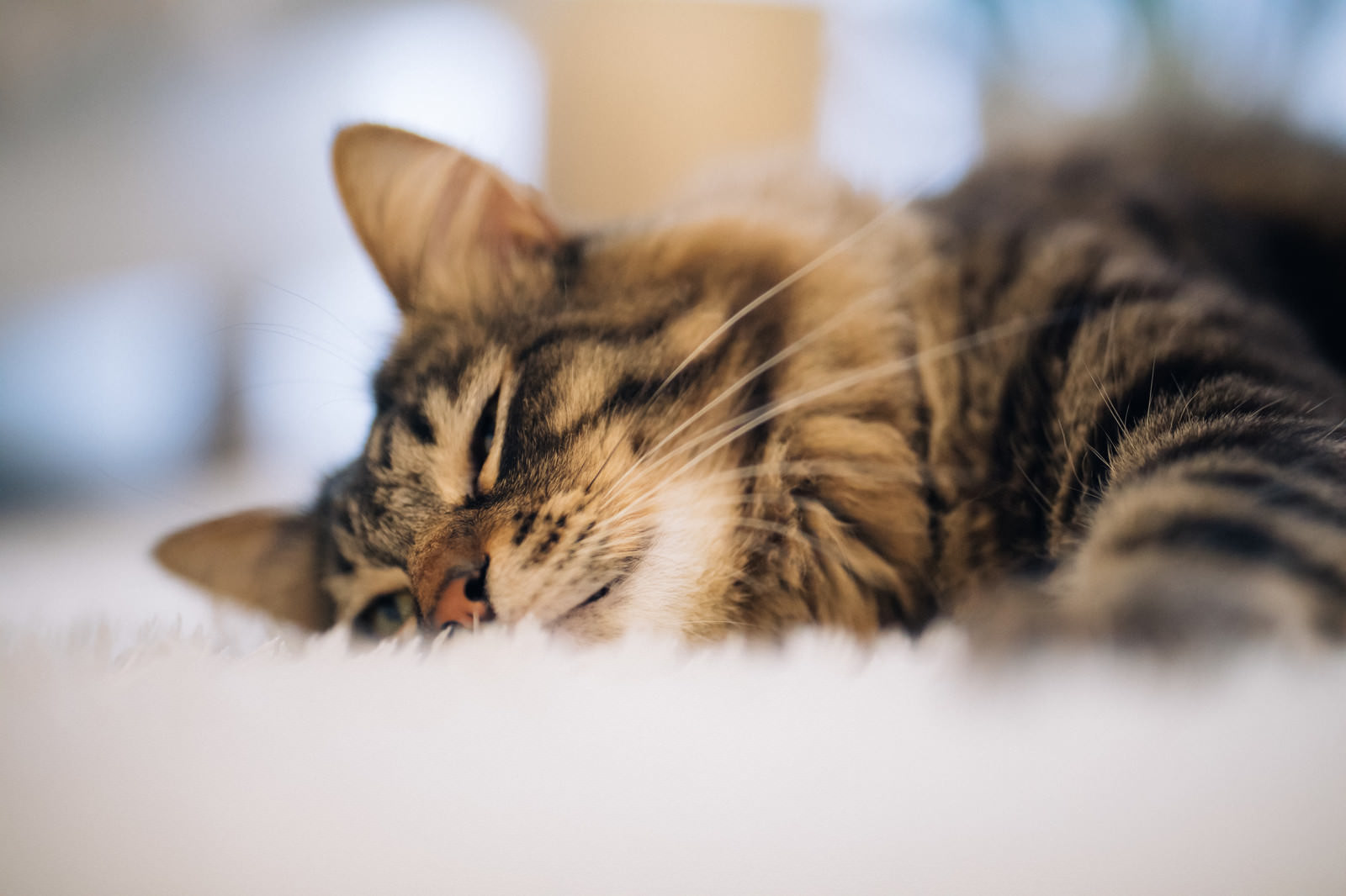 「爆睡猫ネルニャン | フリー素材のぱくたそ」の写真