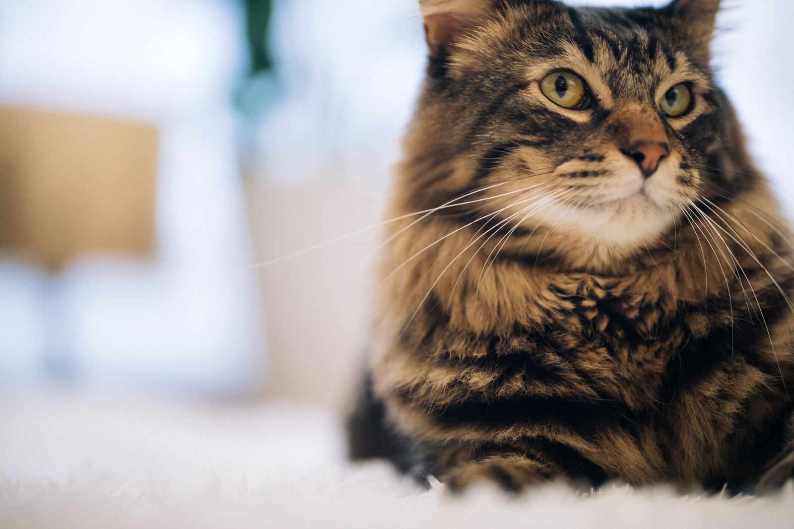 「でも、お高いんでしょ?（猫） | フリー素材のぱくたそ」の写真