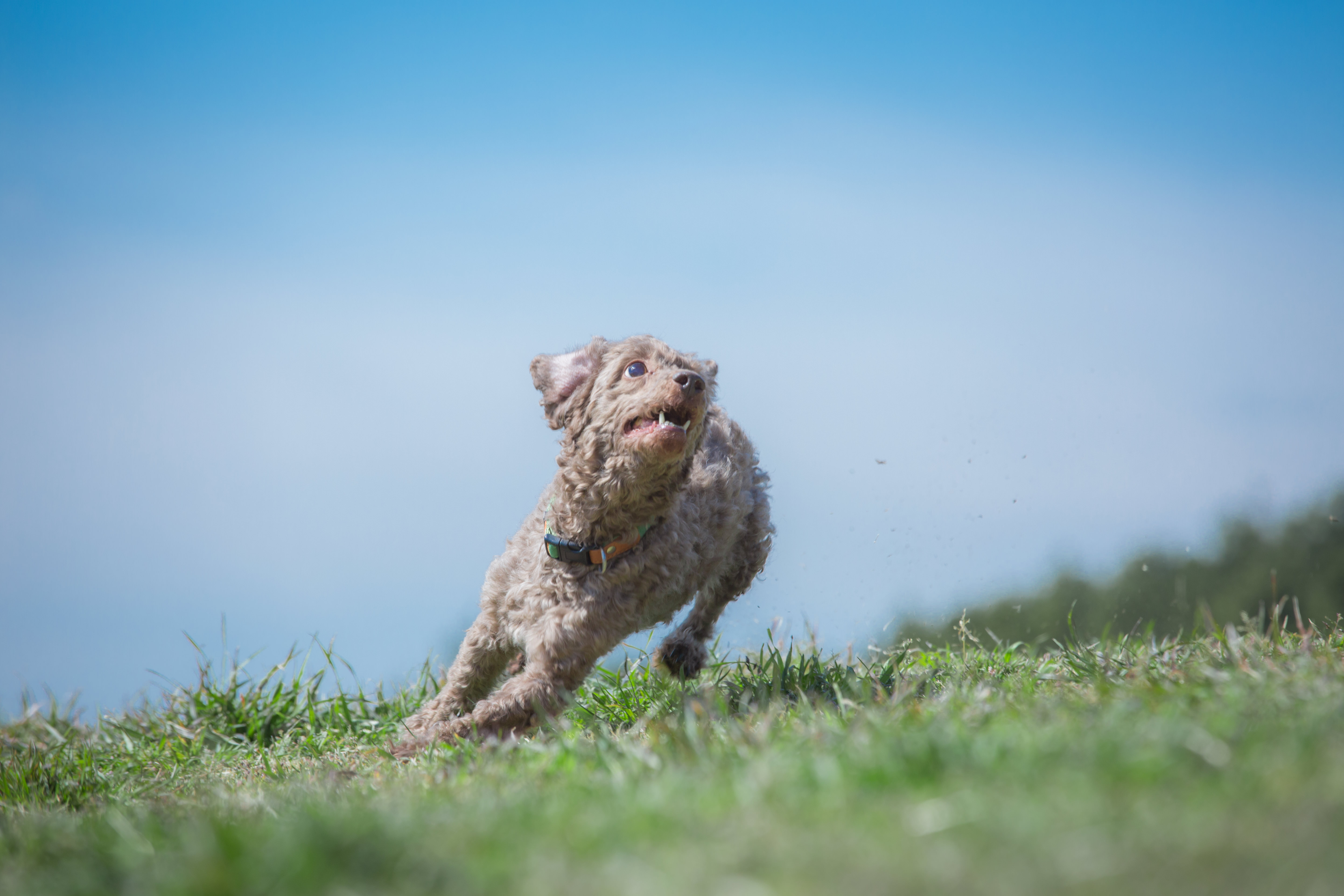 ダッシュする犬の写真素材 ぱくたそ