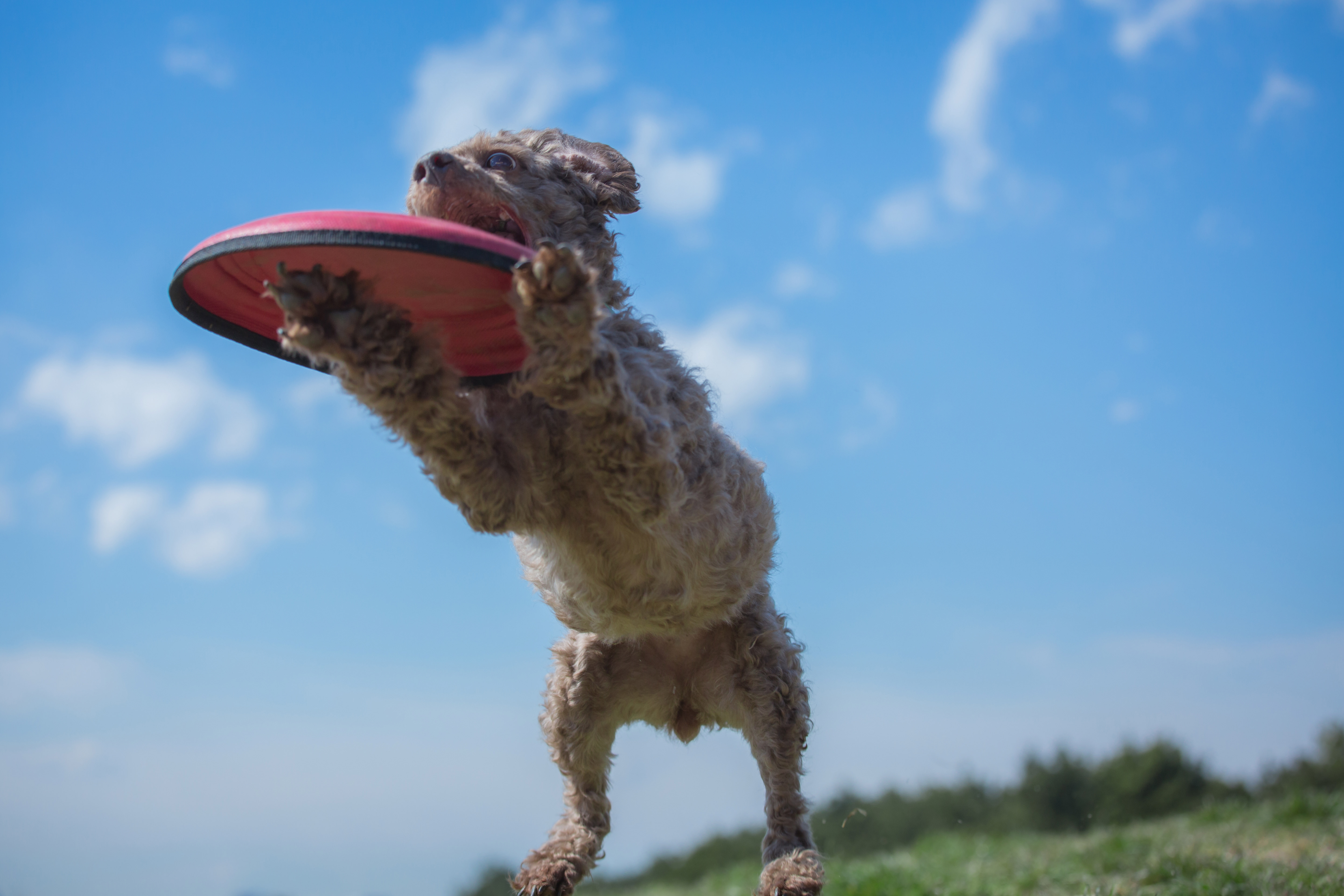 フリスビードッグの瞬間の写真素材 ぱくたそ